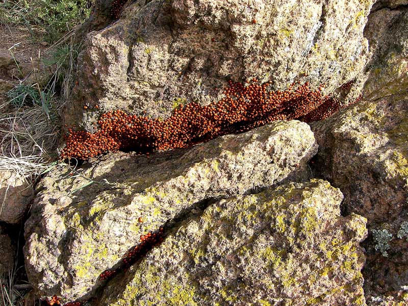 Invasione di coccinelle